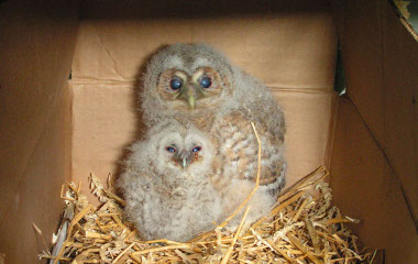 Le bon geste Le bon geste