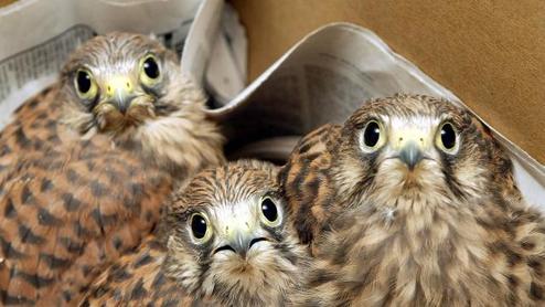 Nos partenaires Faucons